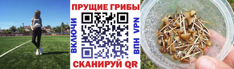 KRAKEN сайт  Новочебоксарск  Псилоцибиновые грибы Magic Shrooms  наркошоп 